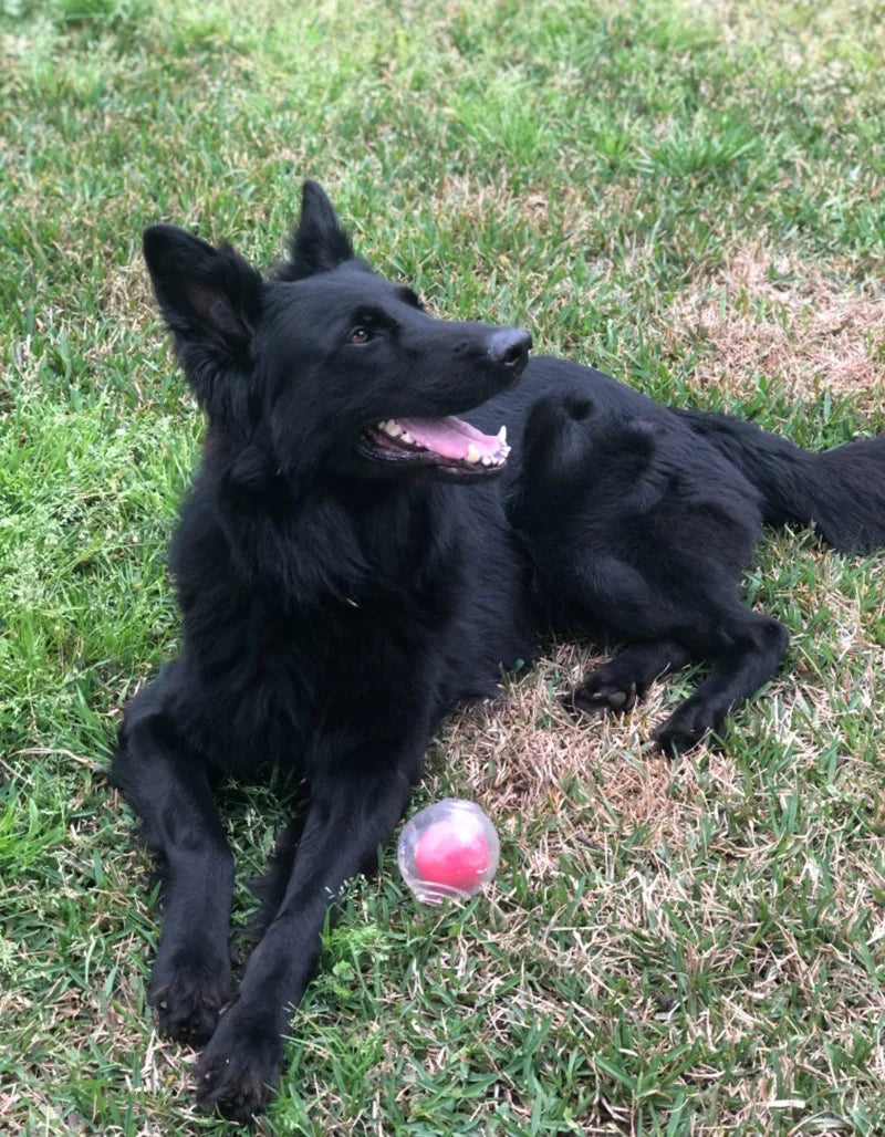 CAITEC Amazing Squeaker Ball Durable Floatable Dog Toy For Tossing And Chasing