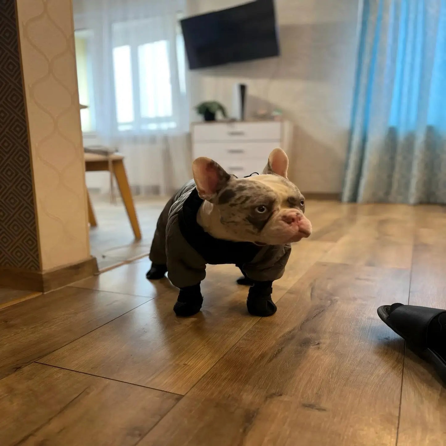 Waterproof Dog Boots Outdoor Galosh Booties For Pet Safety And Comfort